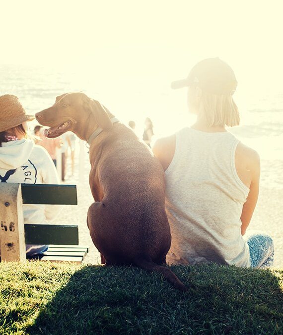 pana cbd oil for dogs and girl watching sunset at the beach