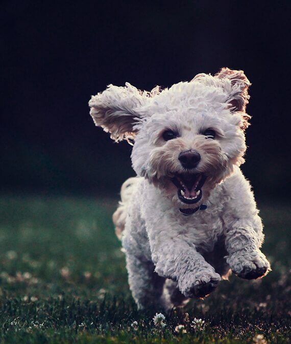 little white pana cbd oil for dogs shows dogs running on grass