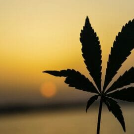 marijuana leaf is it possible to overdose on cbd