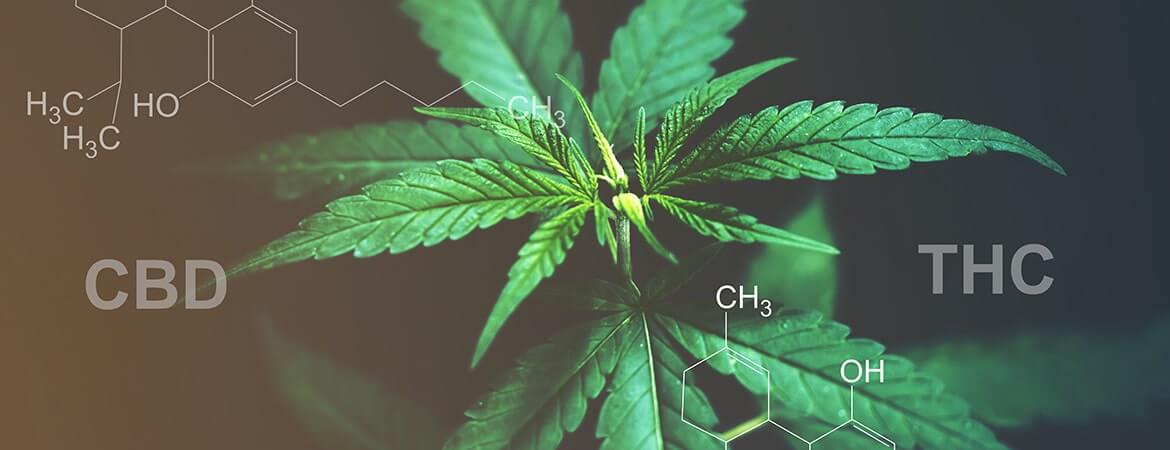 A hemp cannabis plant in direct light.